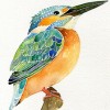 特立獨(dú)行的鳥